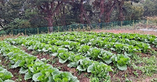 구갑망 + 노랑지주 울타리 설치 현장입니다.